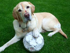 Hund mit Fussball